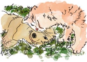Cat and dog